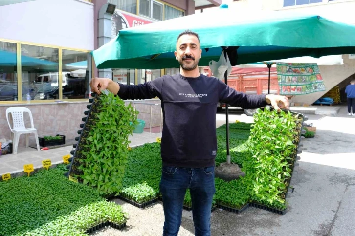 Yılın ilk fideleri seralardan tezgahlara taşındı