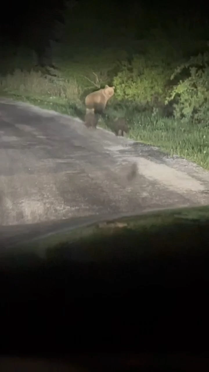 Yola çıkan ayıları vatandaşlar görüntüledi
