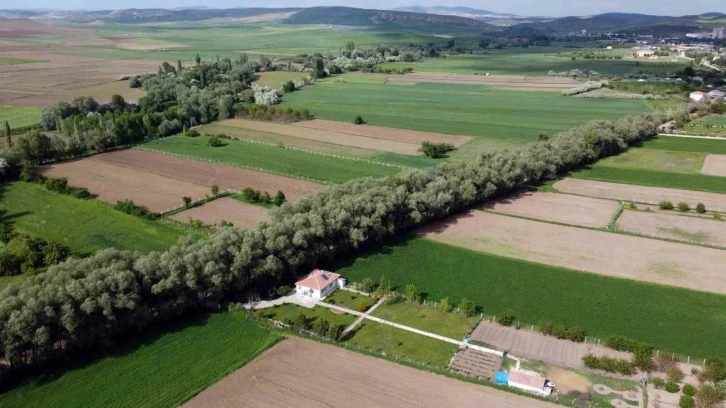 Yozgat’ın ağaç tünelli yolu görenleri hayran bırakıyor
