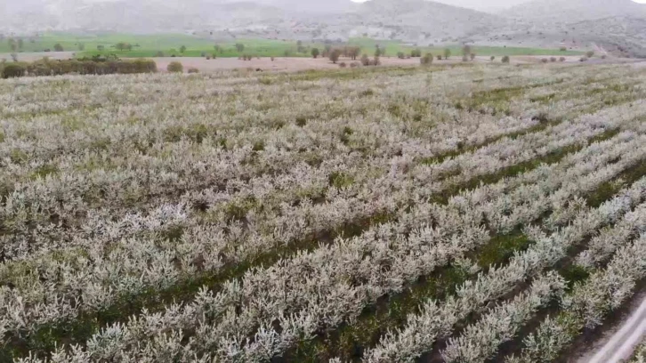 Yozgat’ta baharın gelmesiyle çiçek açan binlerce meyve ağacı havadan görüntülendi
