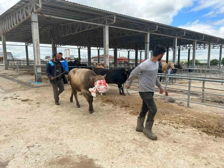 Yozgat’ta hayvan pazarları kurulmaya başladı
