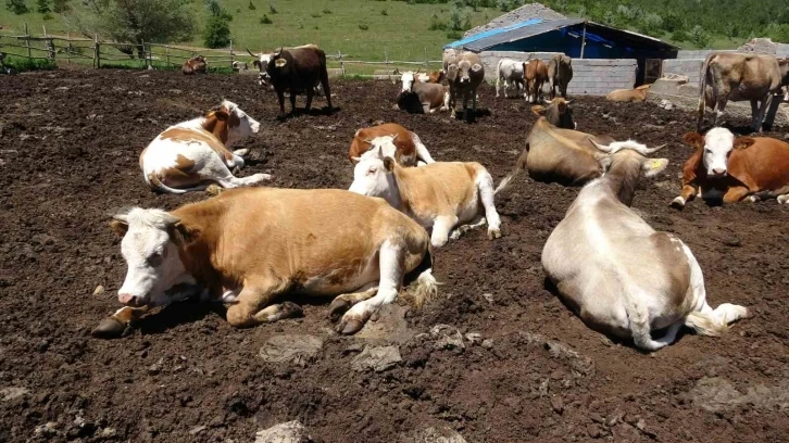 Yozgat’tan büyükşehirlere kurbanlık sevkiyatı başladı
