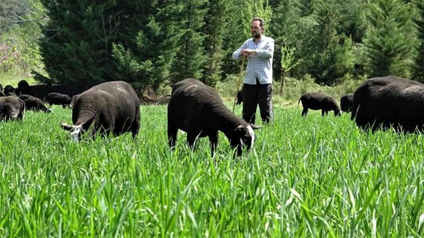 Bursalı girişimci Hollanda'dan koyun getirdi, gelirine gelir kattı