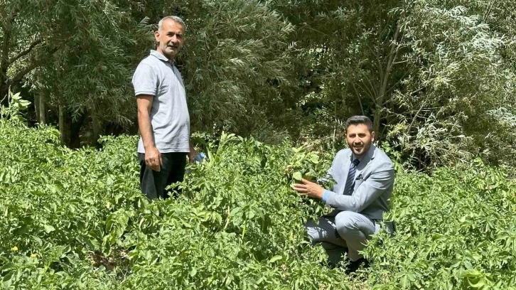 Yüksekova’da patateste iyi verim bekleniyor
