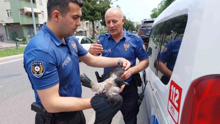 Yuvadan düşen karga yavrusu zincirleme kazaya sebep oldu
