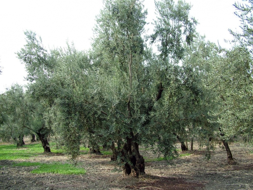 Bursa'da zeytin ağacı envanteri çıkarılıyor