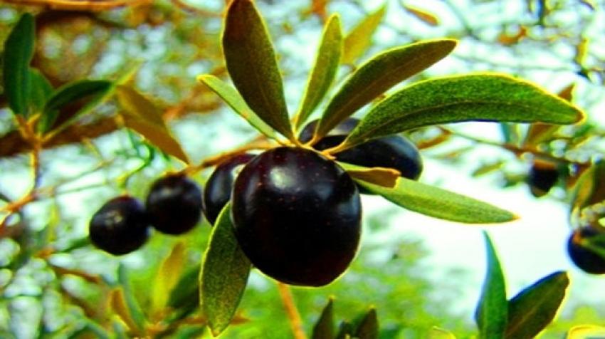 Zeytin ağaçlarında hastalık uyarısı