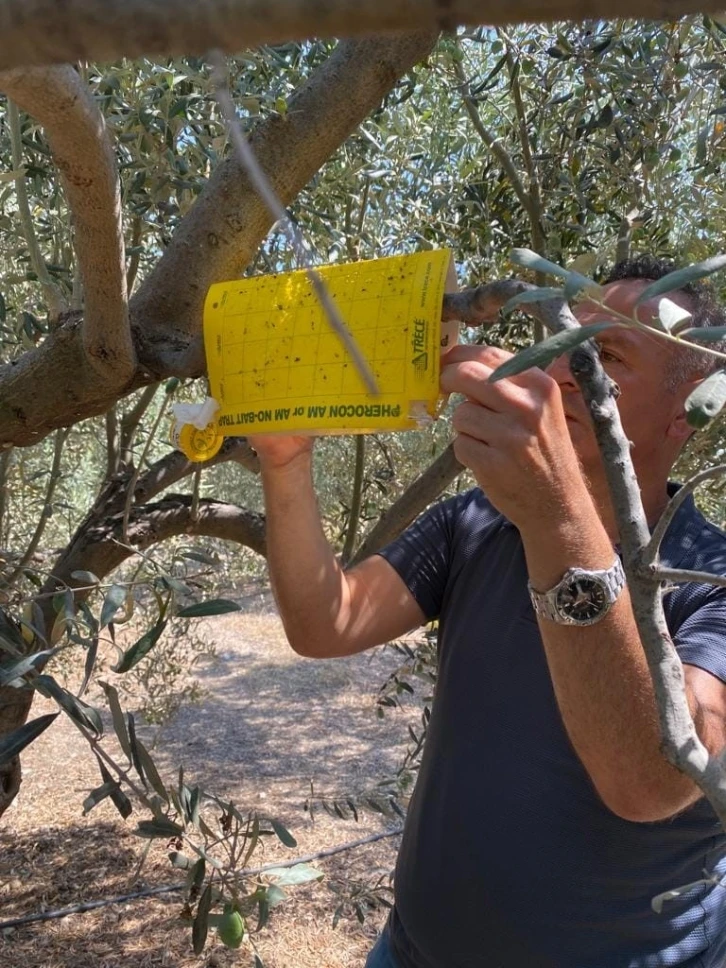 Zeytin bahçelerinde haftalık kontroller devam ediyor
