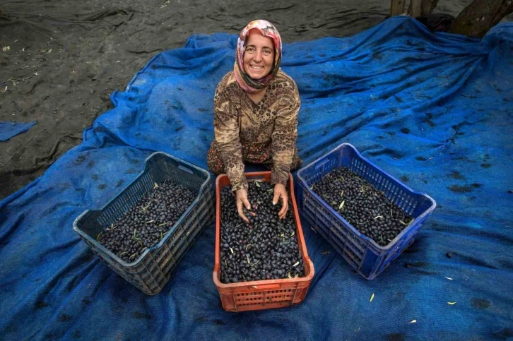 Bursa Orhangazi'de zeytin hasadı için geri sayım başladı