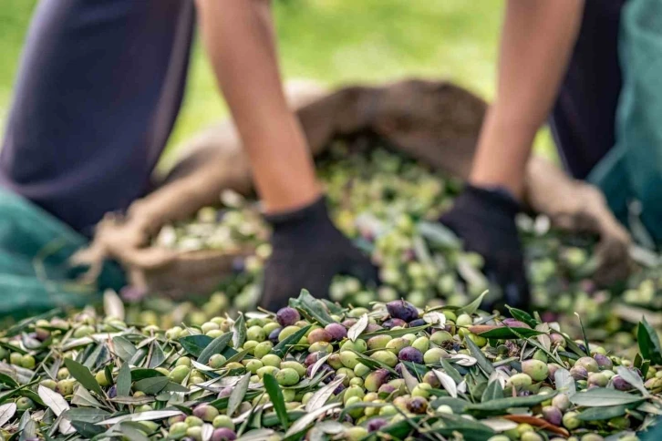 Zeytin sektörü ihracatta 1 milyar dolara koşuyor
