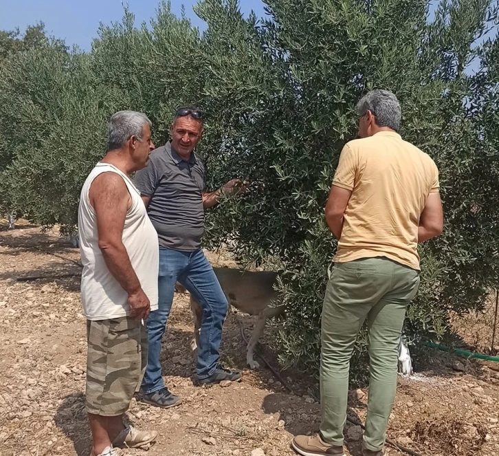 Zeytin sineğine karşı periyodik ilaçlamaya devam edilecek
