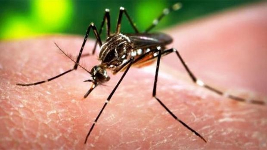 Zika virüsü Asya'ya da sıçradı