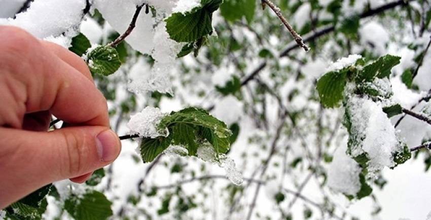 Bursalılar dikkat! Meteoroloji'den zirai don uyarısı