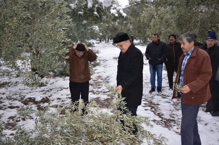 İznik'te kar, zeytin ağaçlarını kırıp geçti