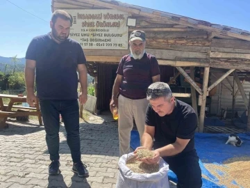 12 bin yıldır genetiği değişmeyen siyez mercek altına alındı
