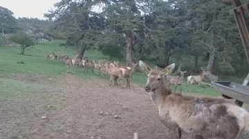 12 kızıl geyik üretilerek doğaya salındı