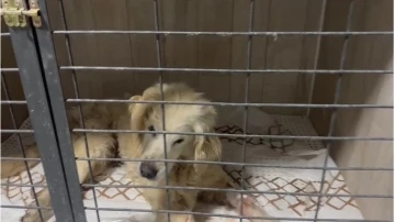 14 yaşındaki köpeğin tümör ameliyatı başarılı bir şekilde yapıldı
