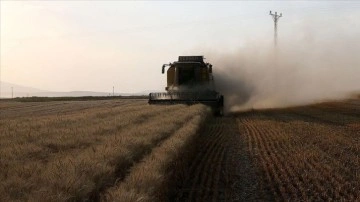 163,1 milyon liralık tarımsal destekleme ödemesi çitçilerin hesaplarına bugün yatırılacak