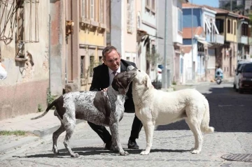 2022 yılı boyunca sokaktaki binlerce can dosta tıbbi müdahale
