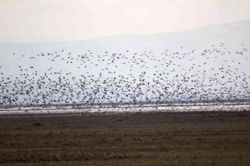 2023 Yılı Kış Ortası Su Kuşu Sayımları Tamamlandı
