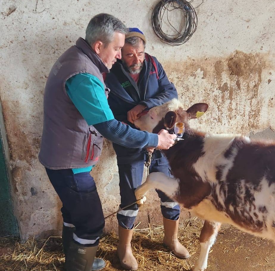 Aydın’da şap hastalığı ile mücadele aralıksız sürüyor
