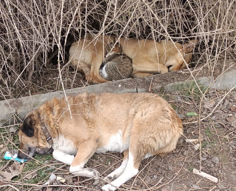 Kedi ile köpeğin kucak kucağa uyuduğu anlar kameraya yansıdı
