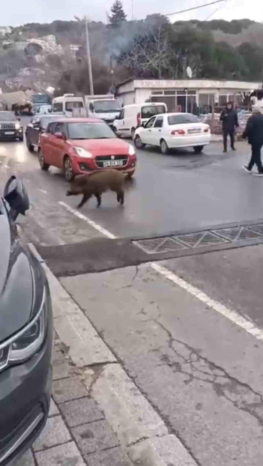 Sarıyer’de şehre inen yaban domuzunun ilginç hareketleri şaşırttı
