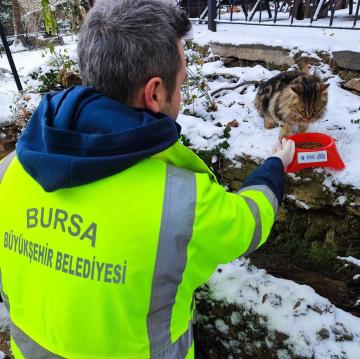 Kar bastırdı, Büyükşehir can dostları unutmadı
