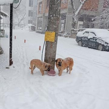 Yoğun kar yağışında sokak hayvanları unutulmadı
