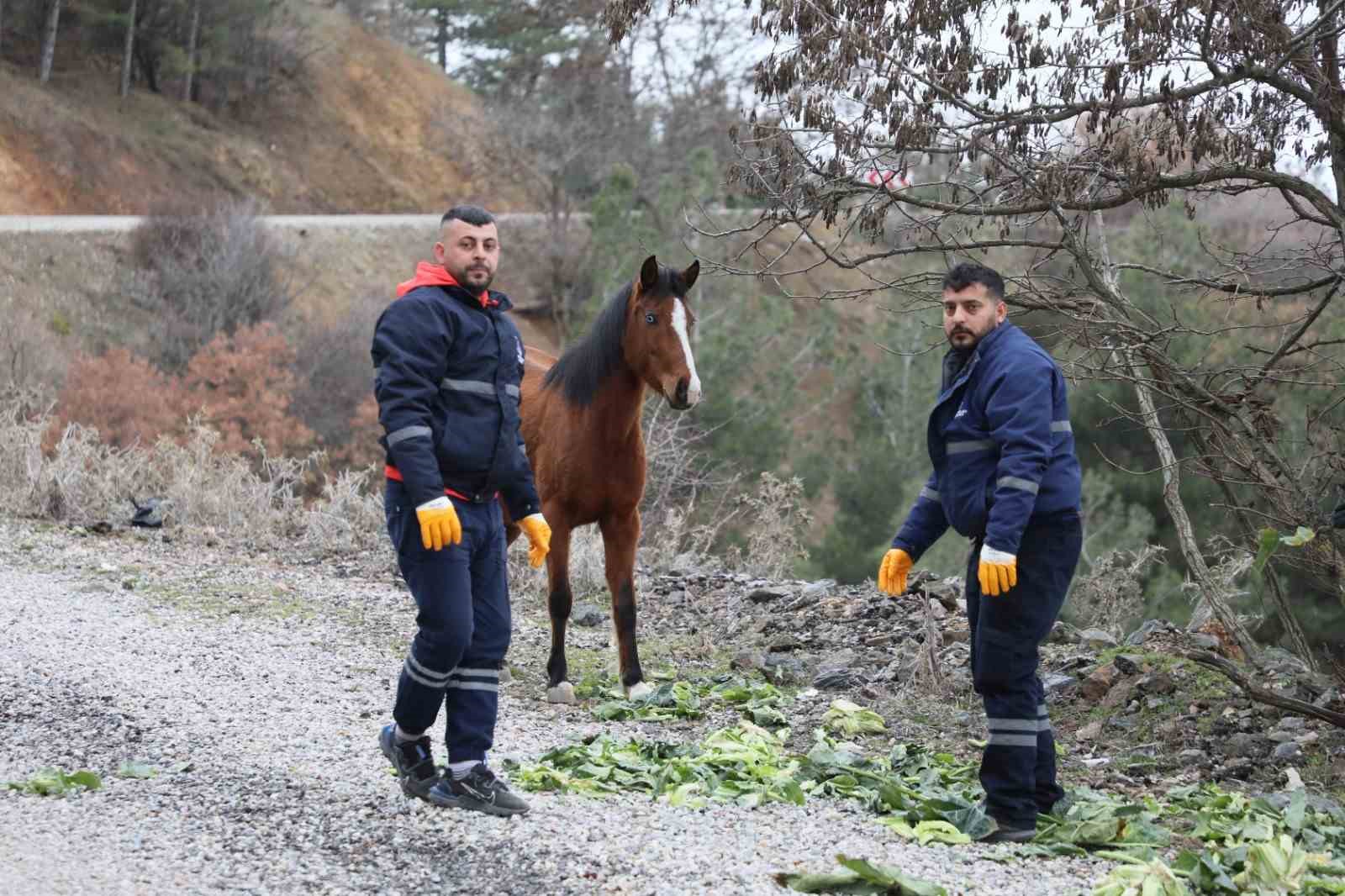 Şehzadeler Belediyesi’nden yılkı atlarına kış desteği
