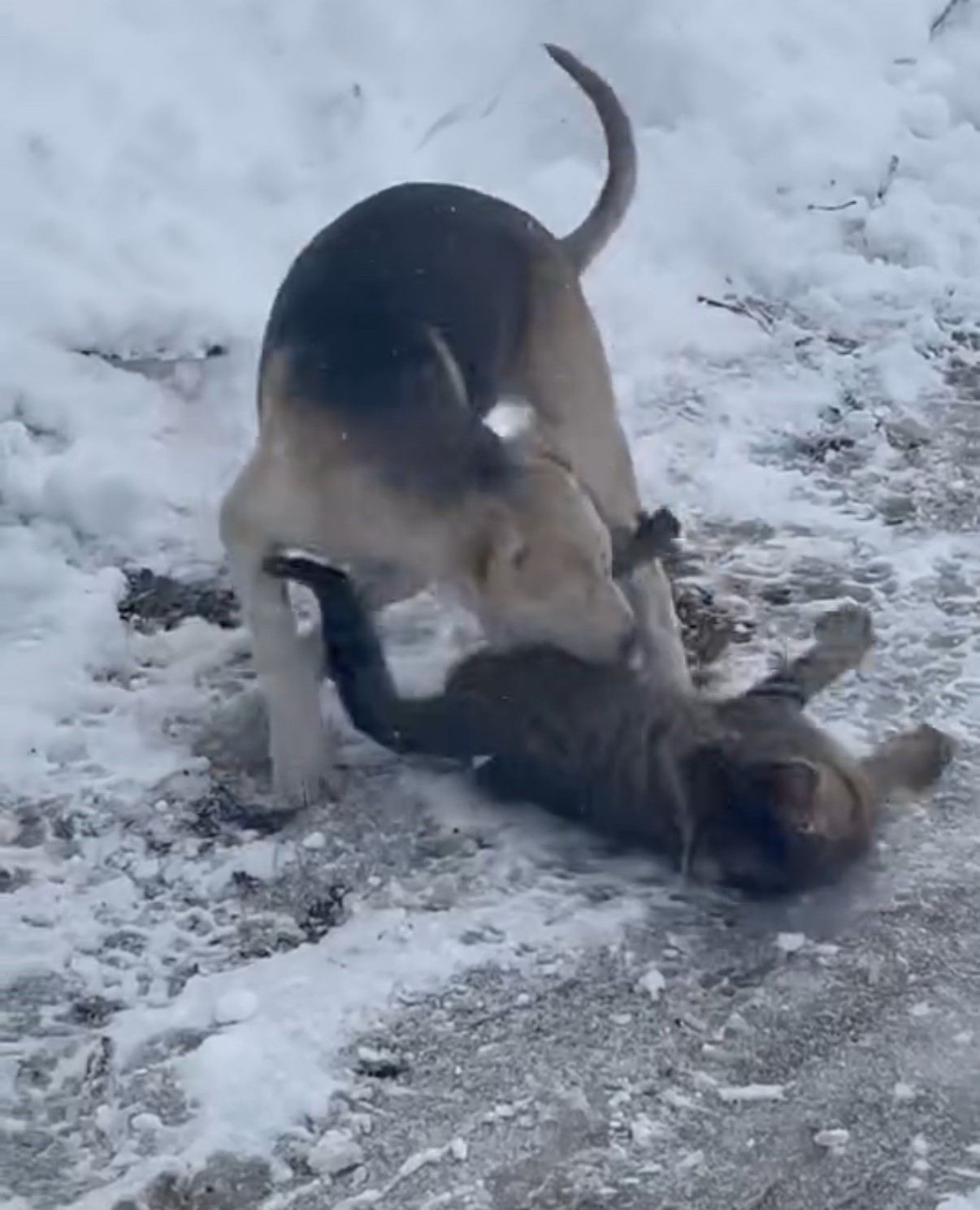 Kedi ve köpeğin oyunu cep telefonu kamerasına yansıdı
