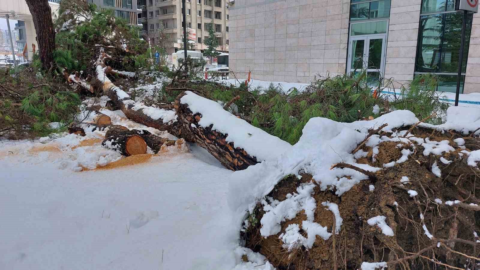 Karın ağırlığını taşıyamayan ağaç kökünden devrildi
