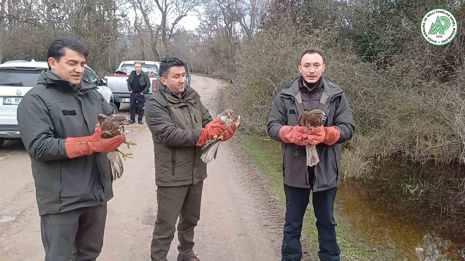 Yaralı şahinler özgürlüklerine kavuştu
