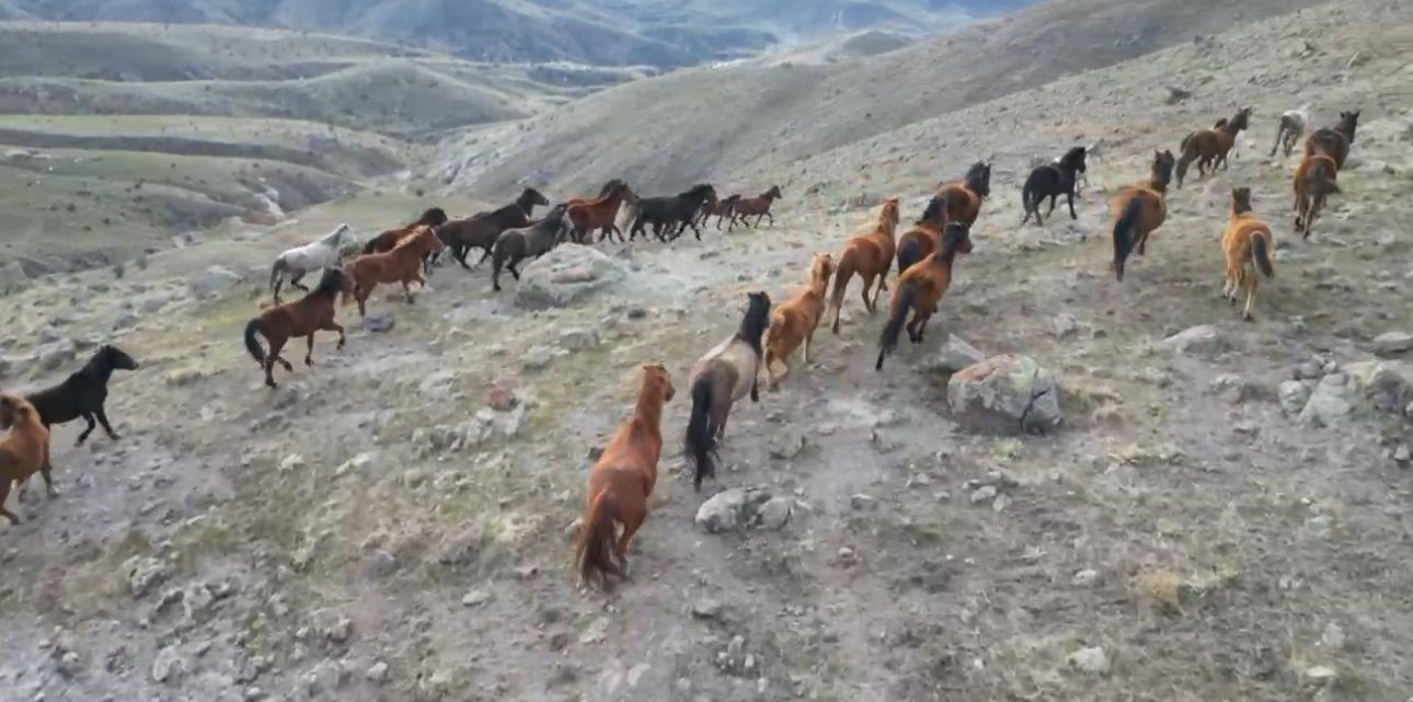 Soğuk havada yiyecek arayan yılkı atları köylere kadar indi