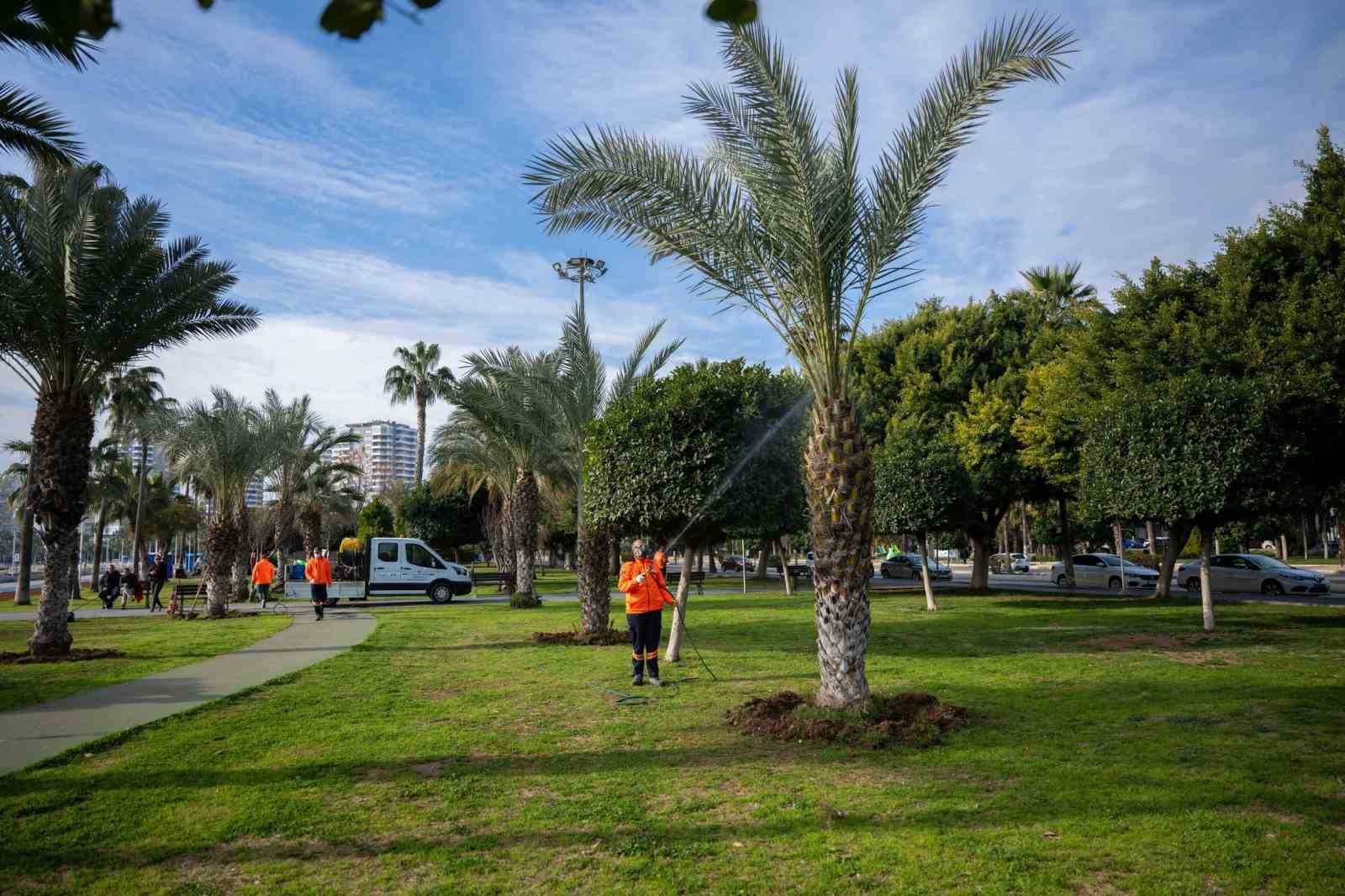 Mersin’in simgesi palmiyeler zararlılara karşı korunuyor
