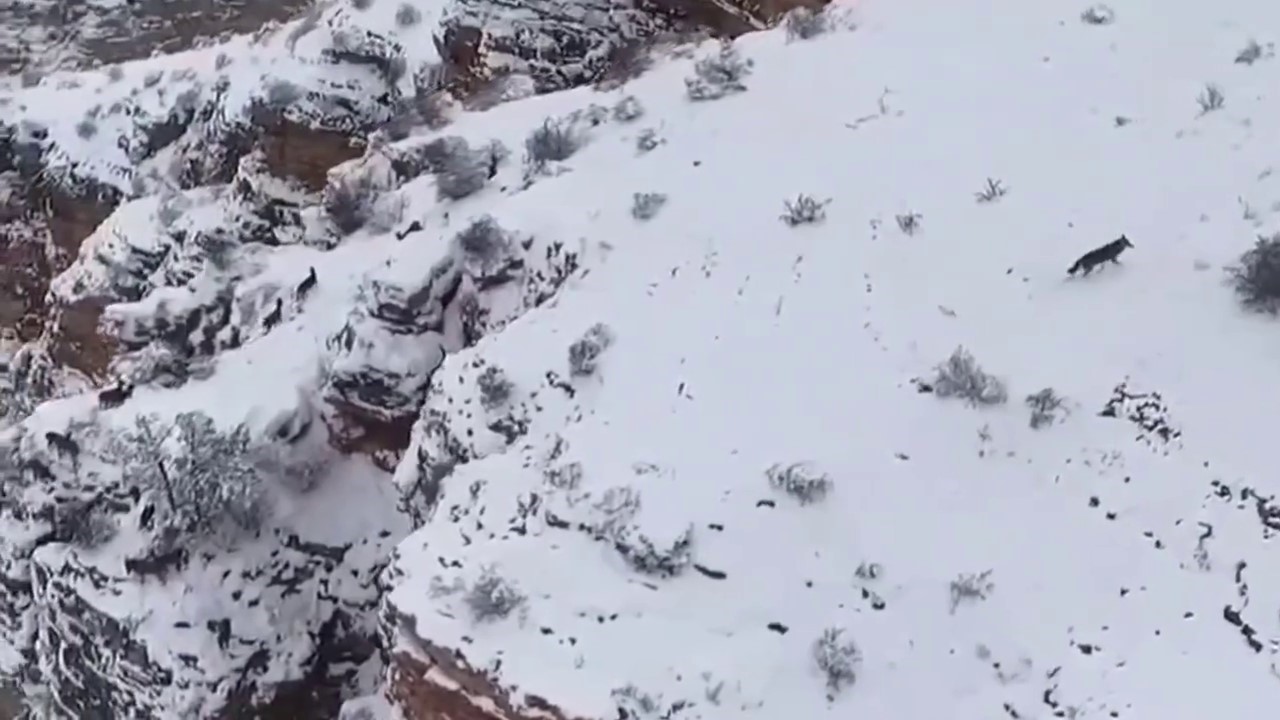 Kurt ile keçiler yaban hayatında görüntülendi
