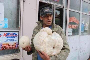 3 kilogramlık mantar görenleri hayrete düşürdü
