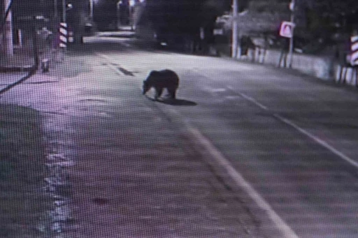 Bursa'da 30 saattir firarda olan ayı halen aranıyor