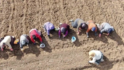 35 yıldır sarımsak tarlalarında çalışan kadın: &quot;Düğüne gider gibi sarımsak tarlasına geliyorum&quot;
