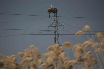 5 bin kilometre yol kat edip ata yurduna döndüler
