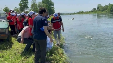 5 bin Mersin balığı Yeşilırmak’a salındı
