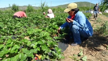 5 dönümle başladı siparişlere yetişemiyor
