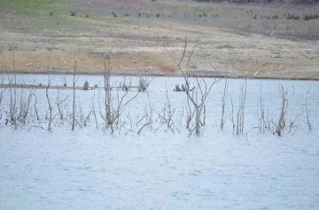 50 yıldır böyle kuraklık görülmedi: Dipteki ağaçlar ortaya çıktı
