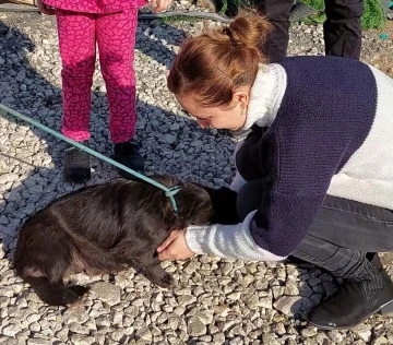 7 aydır kayıp köpeğin sahibi ile buluşma anı duygulandırdı
