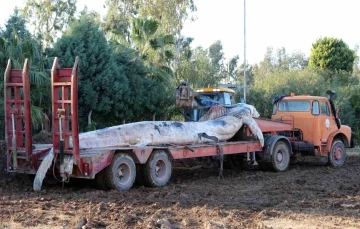 8 yıl önce kıyıya vuran 12 metrelik yavru balinanın iskeleti hayranlık uyandırıyor
