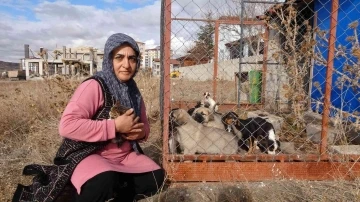 80’e yakın sokak hayvanına gönüllü bakıyor
