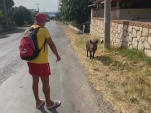 Aç kalan domuzu bisküvi ile besledi