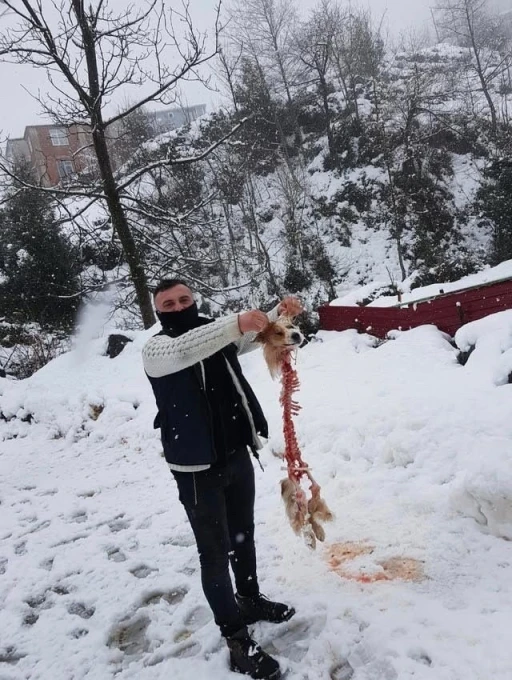 Aç kalan kurtların yediği köpekten geriye sadece iskeleti kaldı
