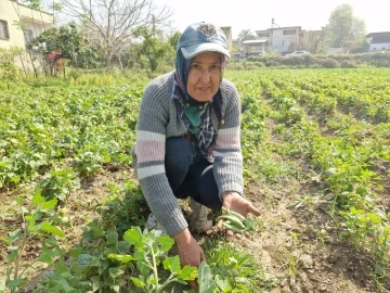 Açık havada yetişen erkenci fasulyede hasat başladı
