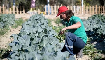 Adabahçe’de kış hasadı devam ediyor
